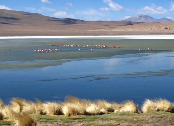 laguna colorada en Bolivia