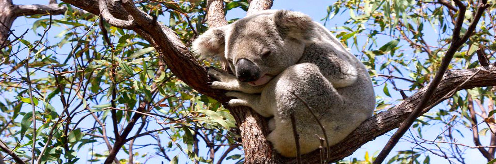 Australia