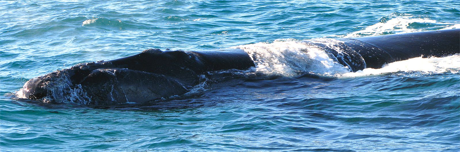 Ballenas en Pennsula Valds