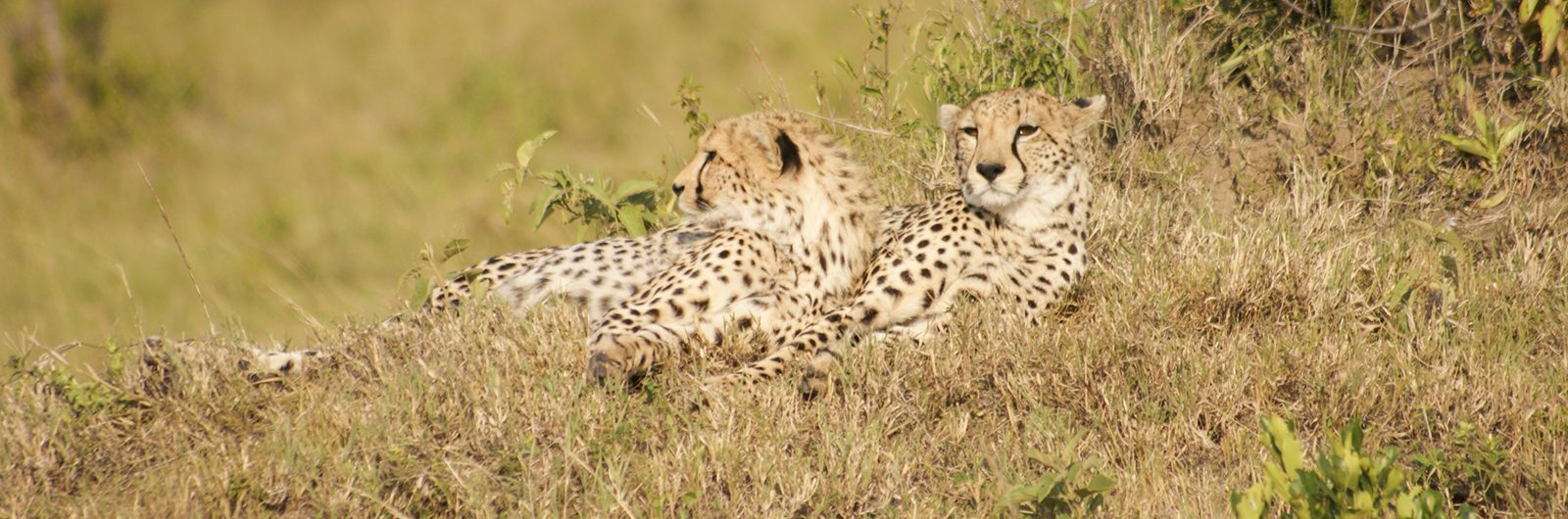 guepardos kenia