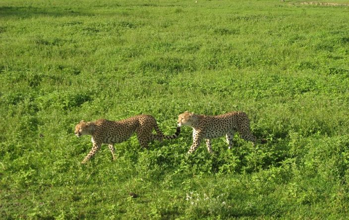 Safaris y rutas en camin