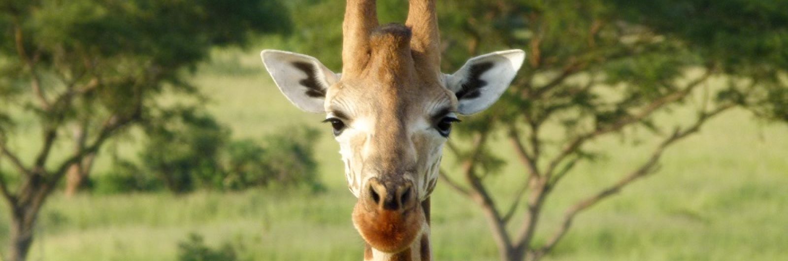 tanzania jirafa
