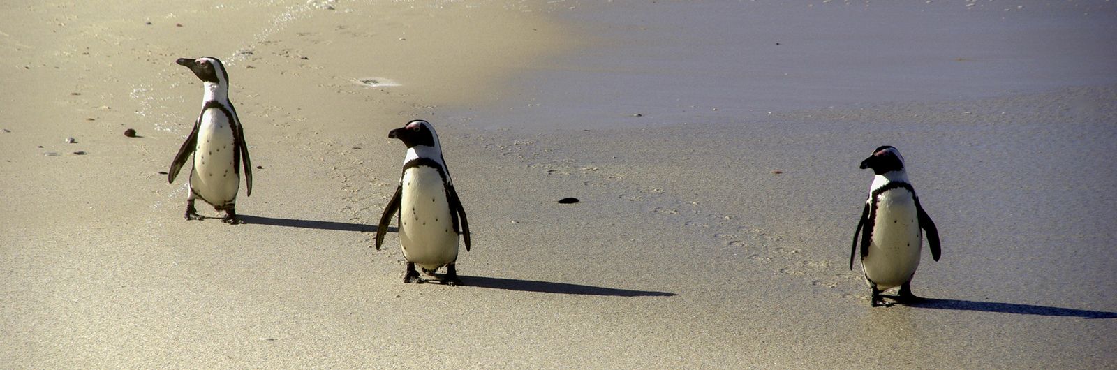 sudáfrica pingüino