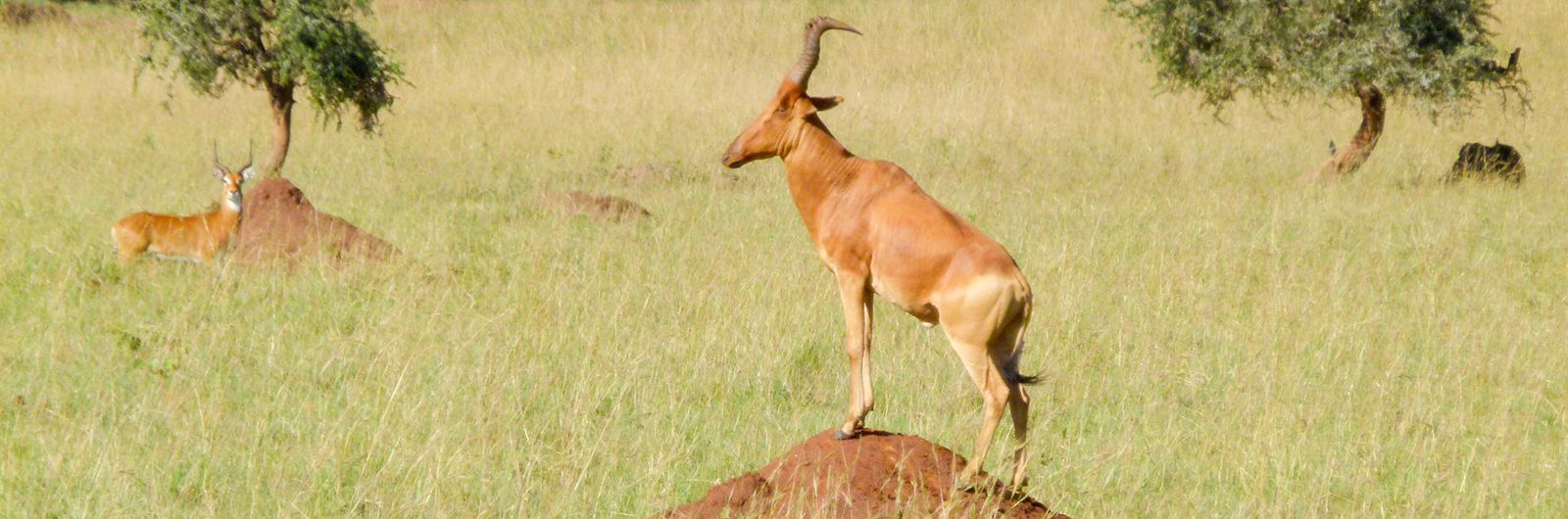 Uganda