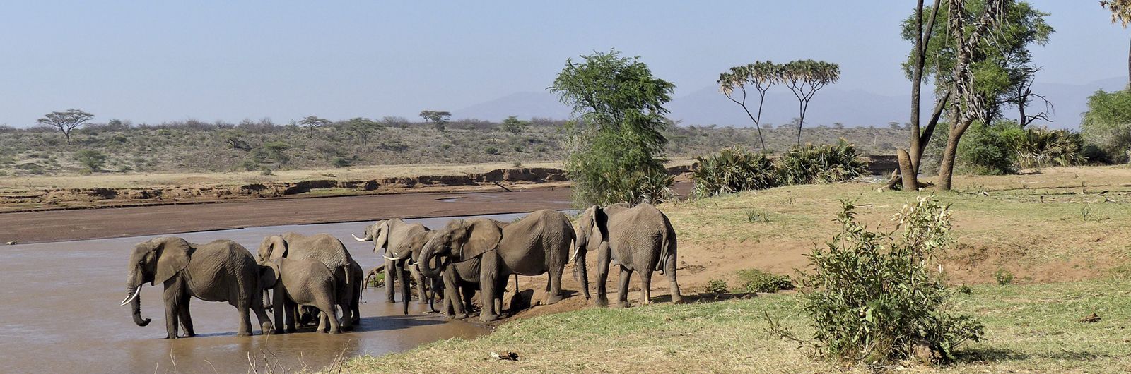 kavango elefantes