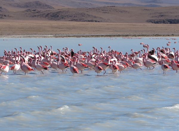 Flamencos en Laguna Colorada Bolivia