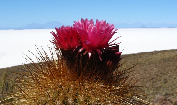 Flamencos en Laguna Colorada Bolivia