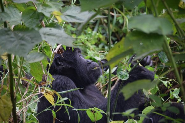 gorila rwanda