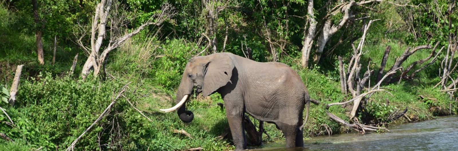 uganda elefante
