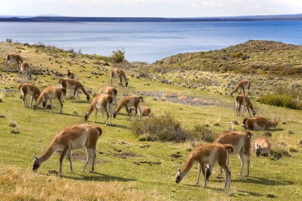 Volcn Osorno Chile