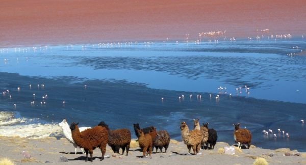 Bolivia. Quechuas, Aymaras y Misiones Jesuticas