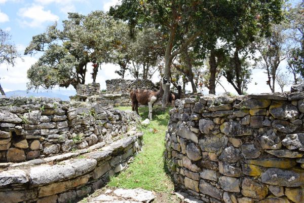 peru tumbas reales