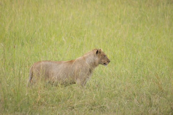 Kenia, safari por tierras del tren luntico