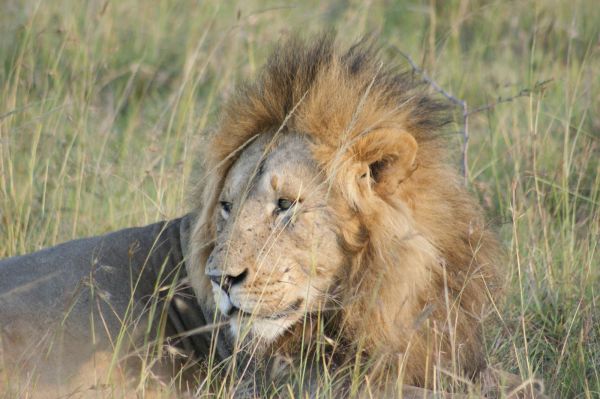 Kenia, safari por tierras del tren luntico