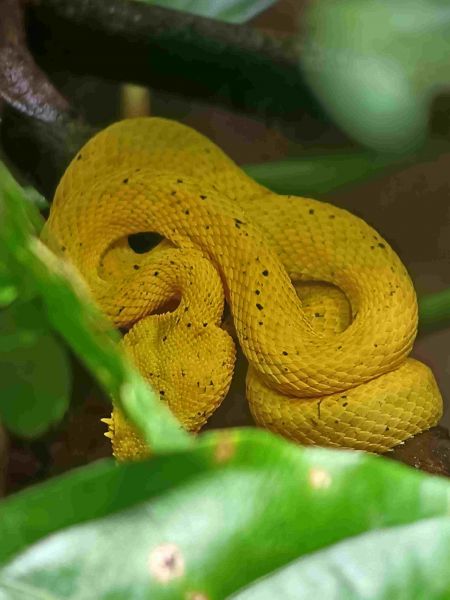 volcn Izalko, El Salvador