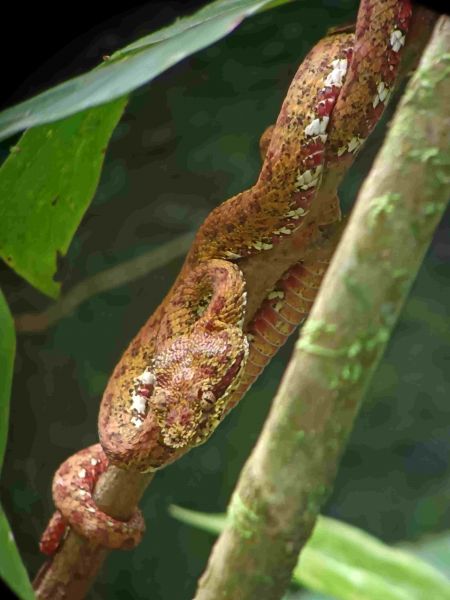 volcn Izalko, El Salvador