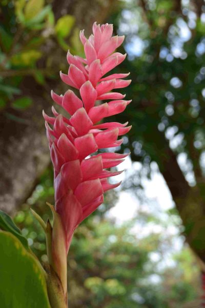 volcn Izalko, El Salvador