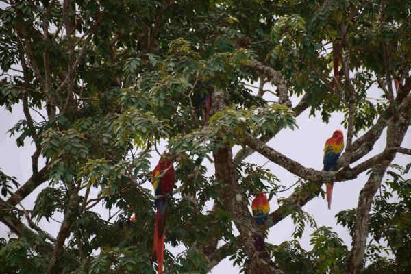 volcn Izalko, El Salvador