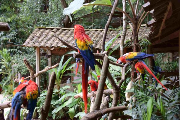 volcn Izalko, El Salvador
