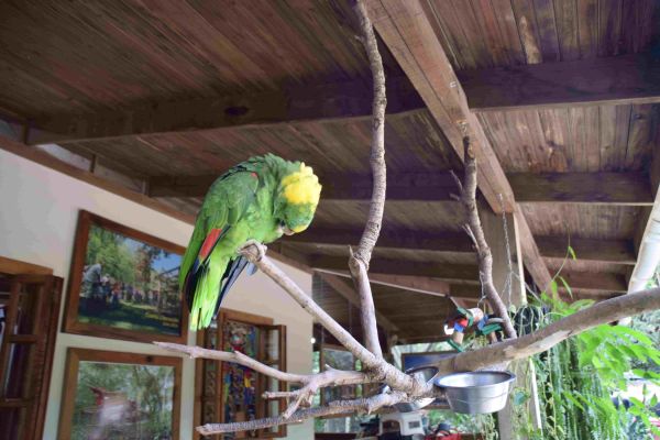volcn Izalko, El Salvador