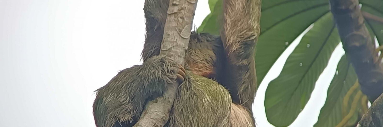 perezoso en la selva de costa rica