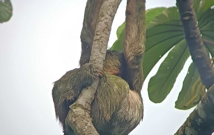 perezoso en la selva de costa rica