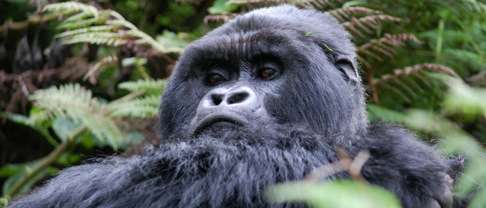 Visita a los gorilas de montaña en Ruanda