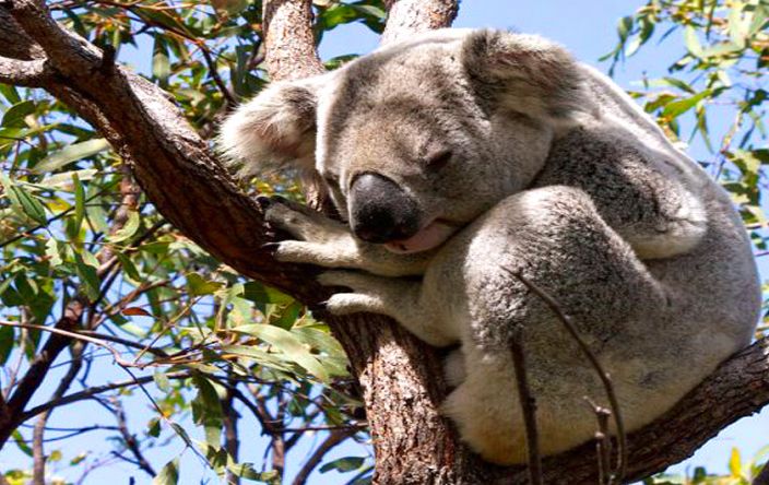 Koala, Australia