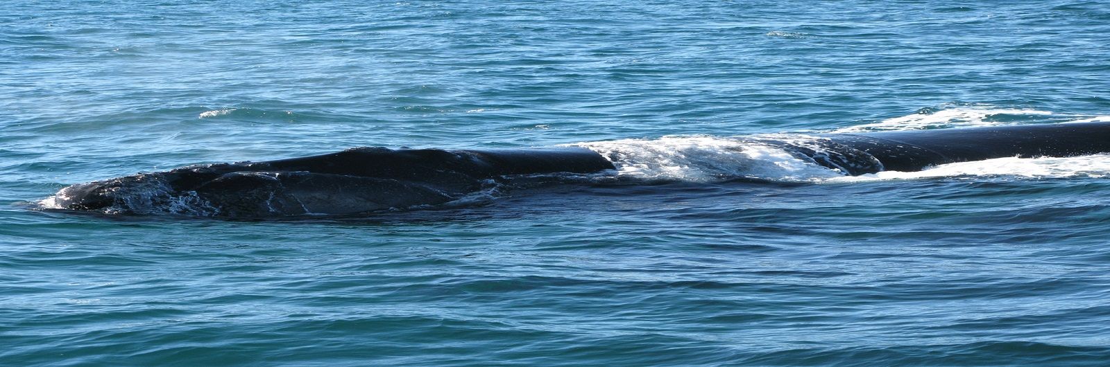 Christchurch - Tour Kaikoura