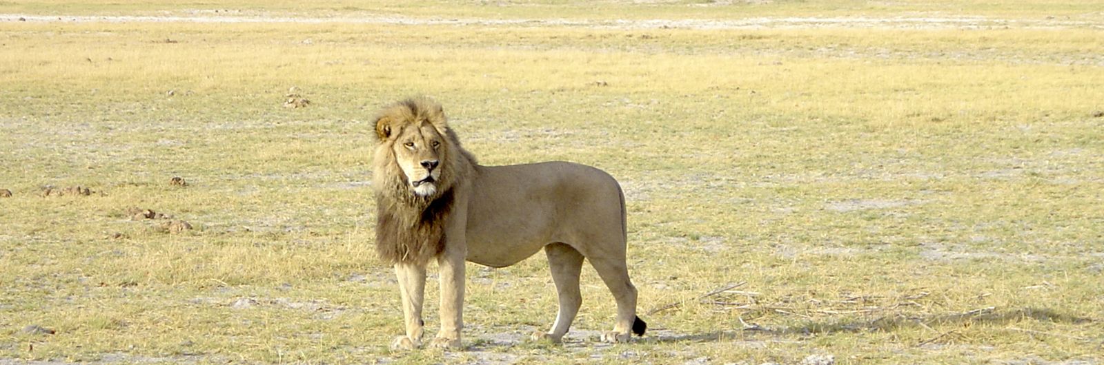 Zambia