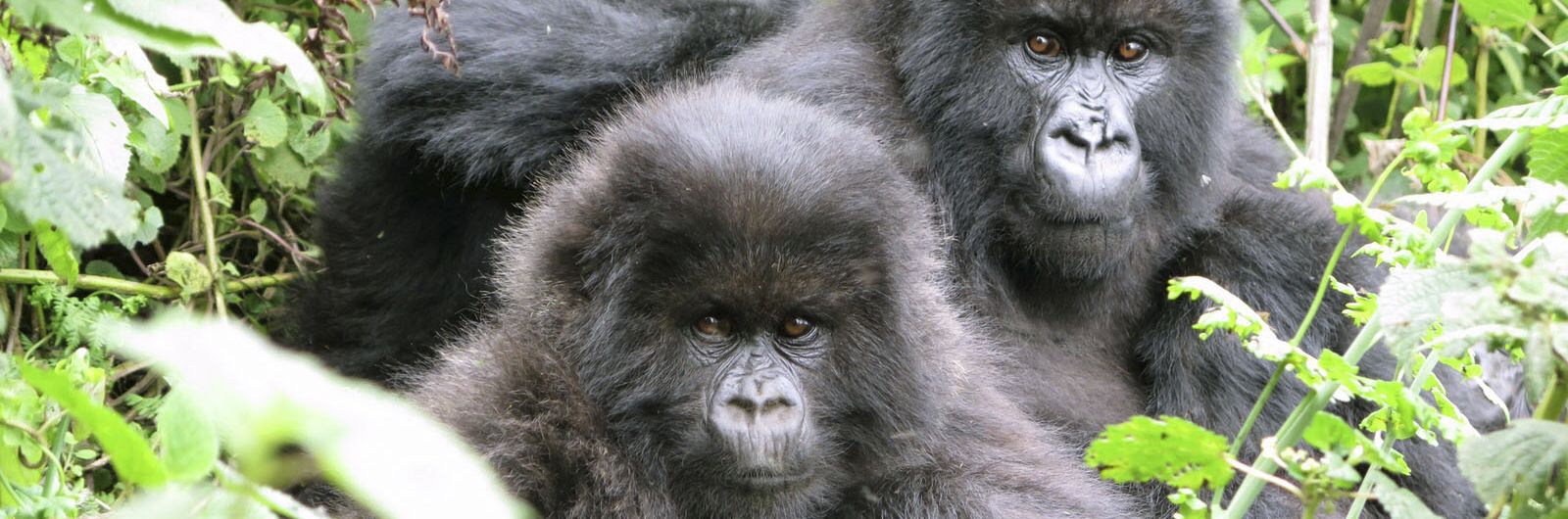 uganda gorila