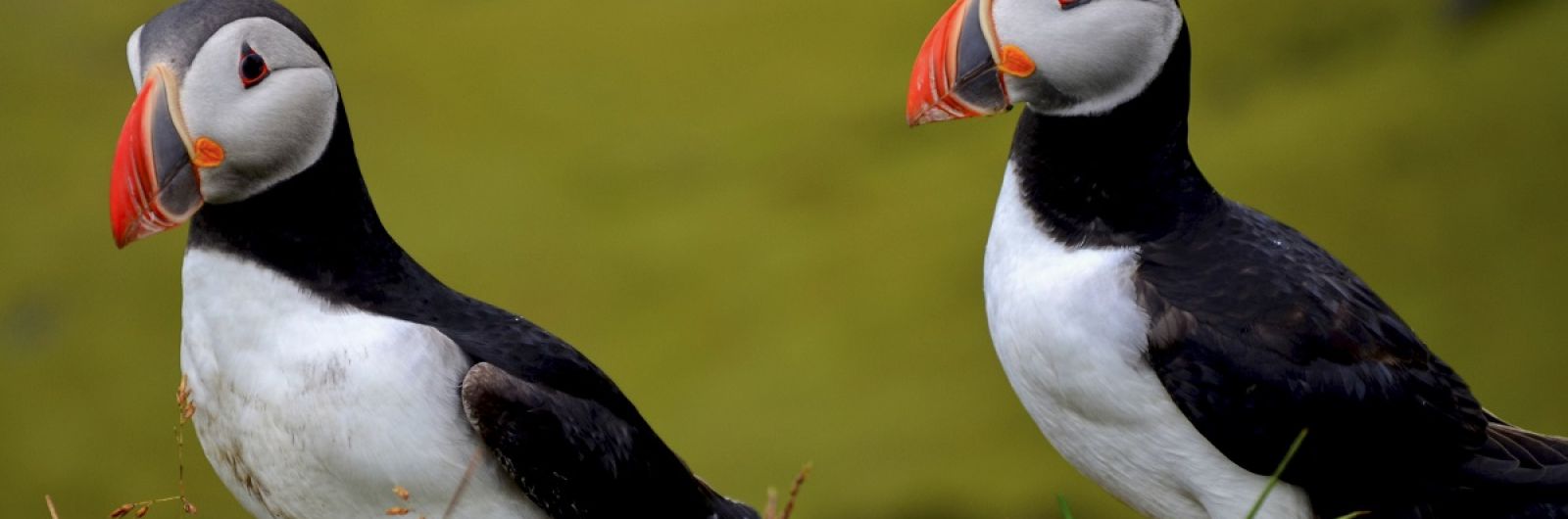 Vuelta a Islandia