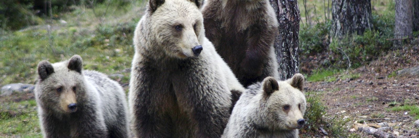 osos pardos en finlandia