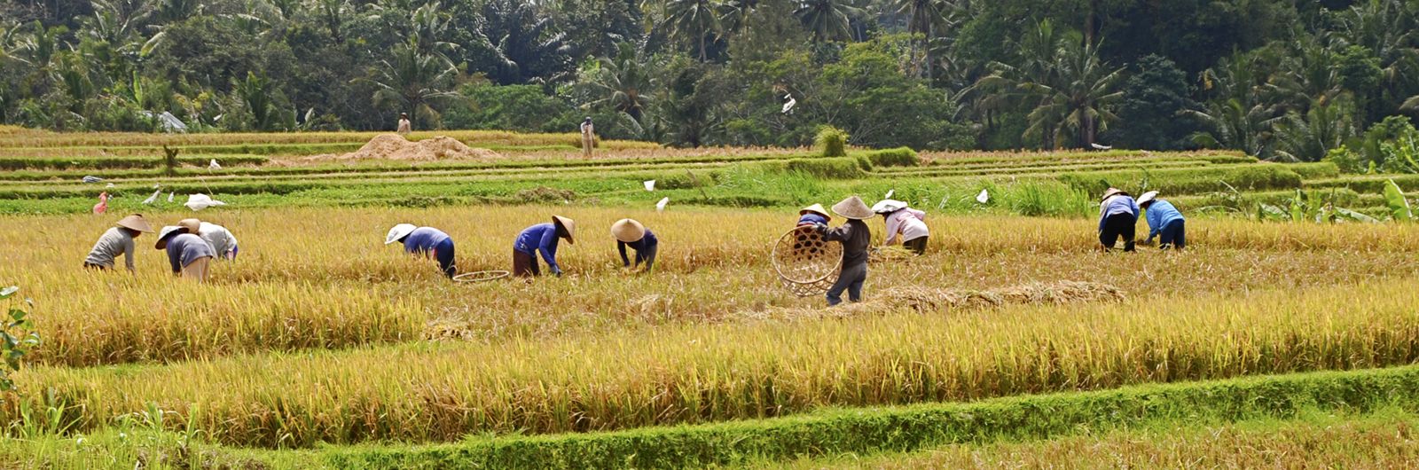 indonesias campos 