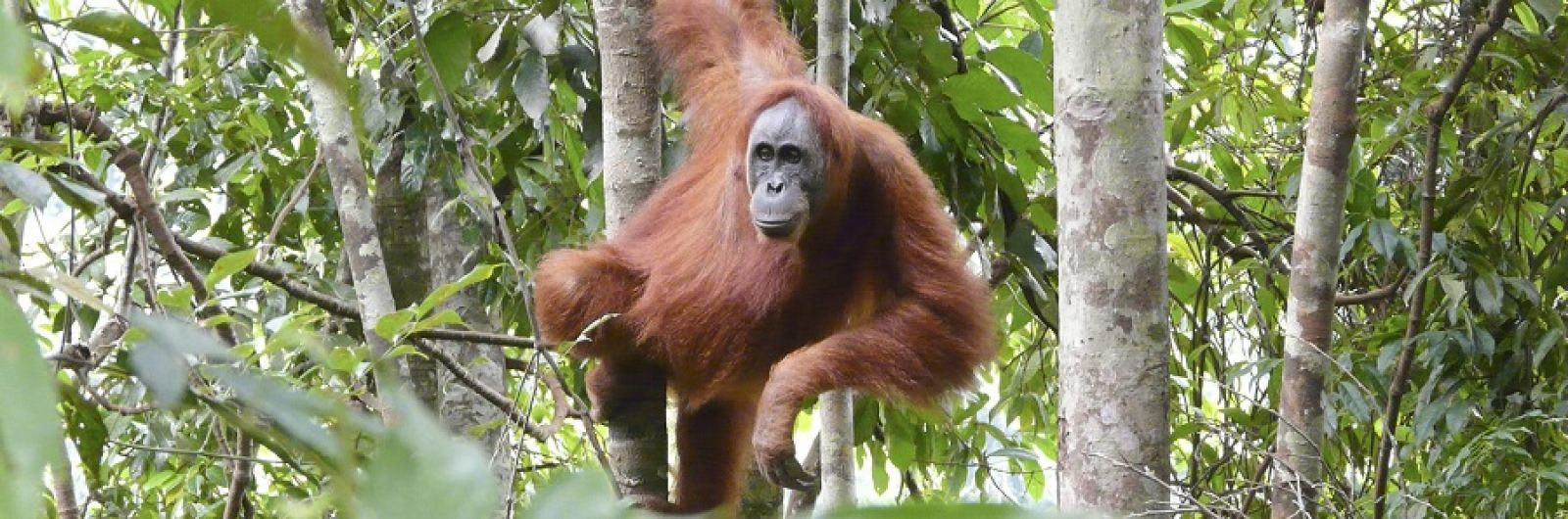 indonesia orangutan 004