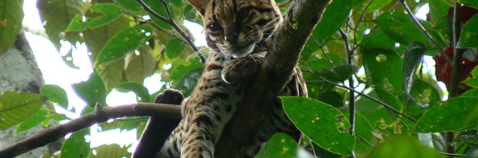 ecuador selva lince napo