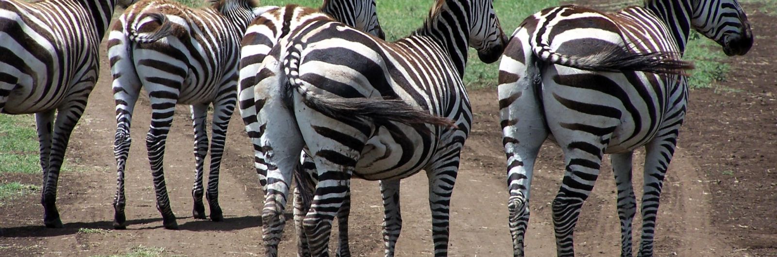 africa cebras