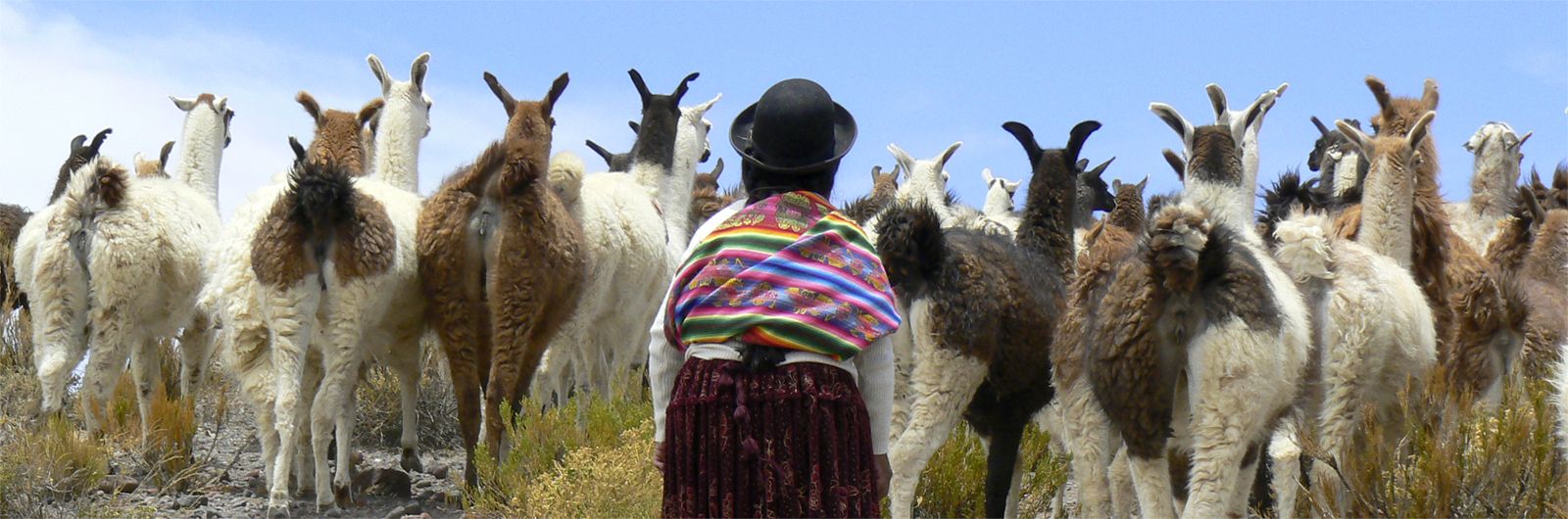 rebao de llamas en Bolivia