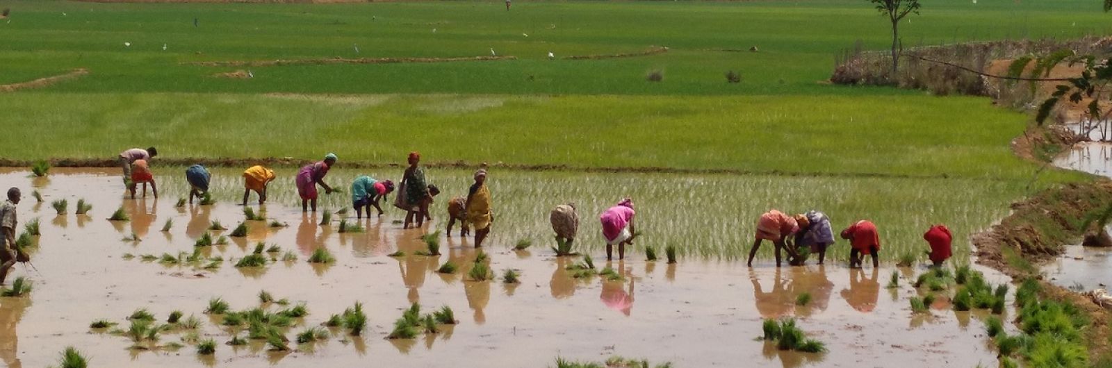 India. Tribus de Orissa