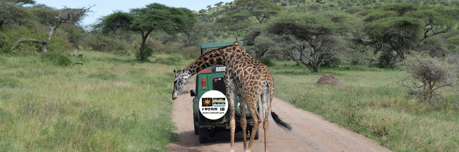 tanzania jirafa