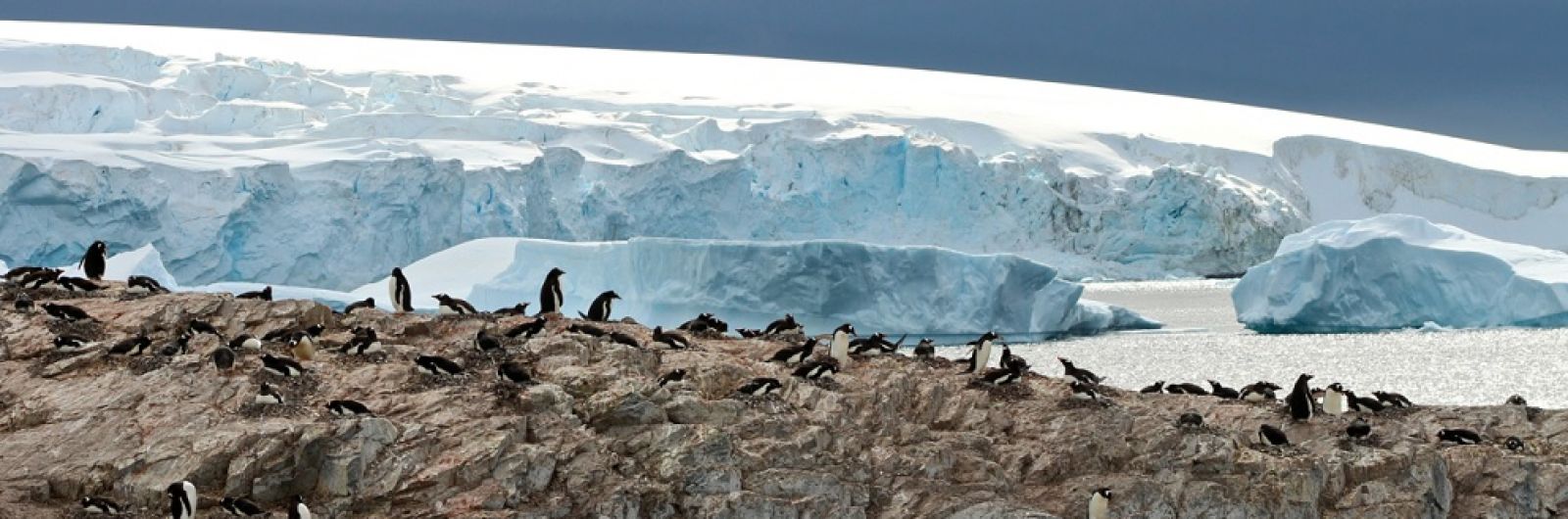 pinguinos en antartida