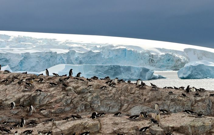 pingüinos en Antártida