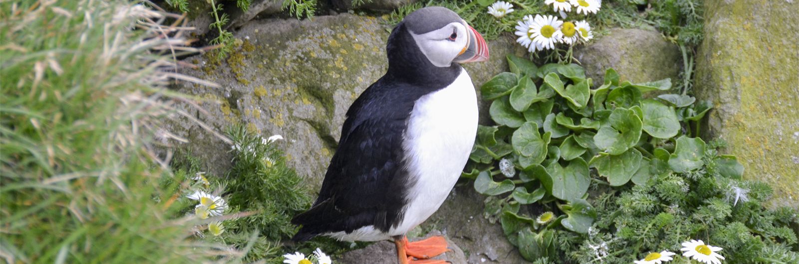 frailecillo en Islandia