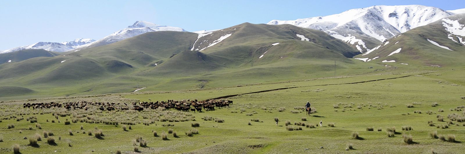 con los rebaños por la montaña de kirguistan