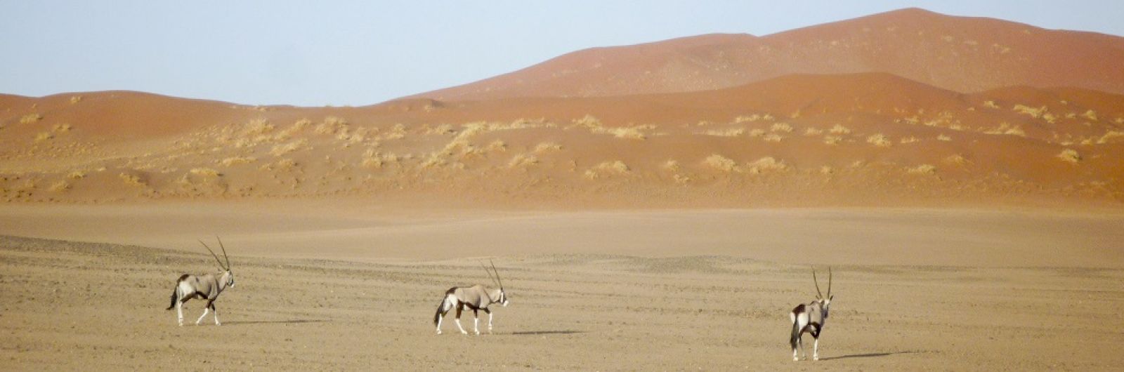 namibia orix