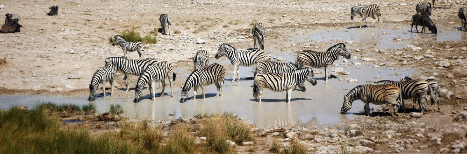 namibia ethosa