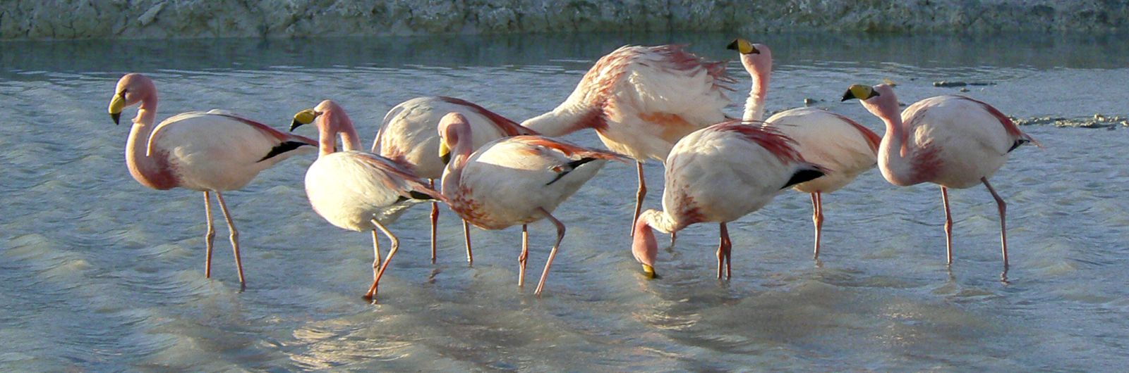 Flamencos en Laguna Colorada Bolivia