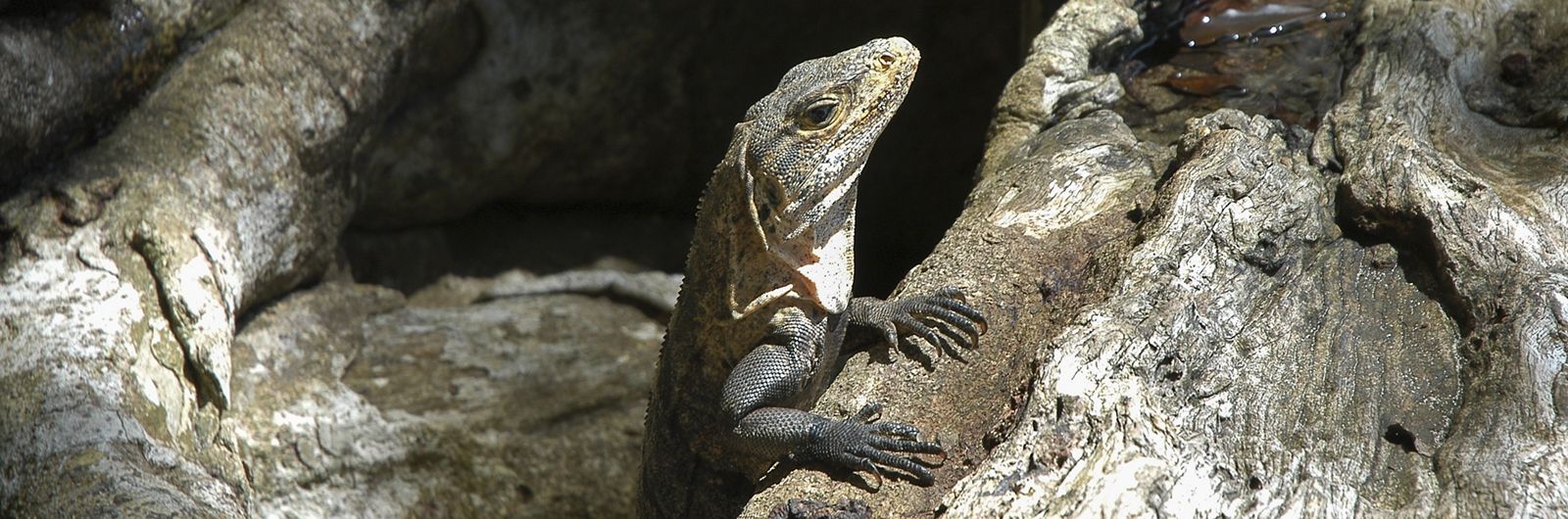 Escapa al Paraiso de Costa Rica
