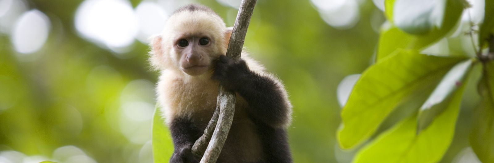 mono en la selva de costa rica