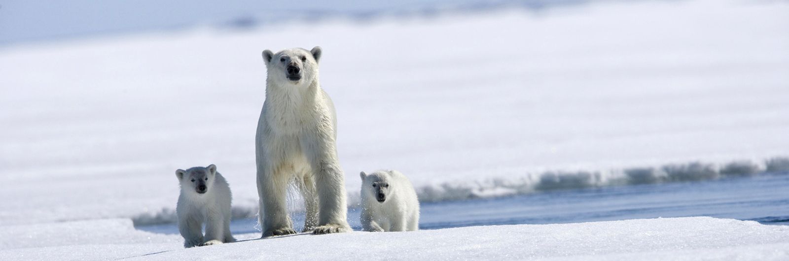 Osa polar y su cría en Groenlandia